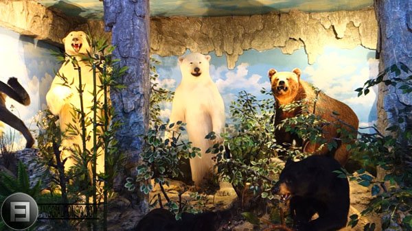 koleksi beruang museum rahmat