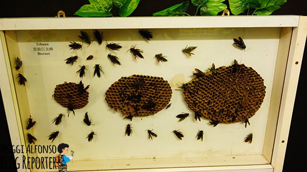 koleksi bee gallery penang